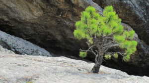 pine tree growing out of rocks