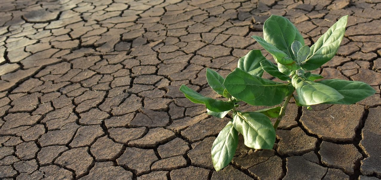 green plant growing on parched soil