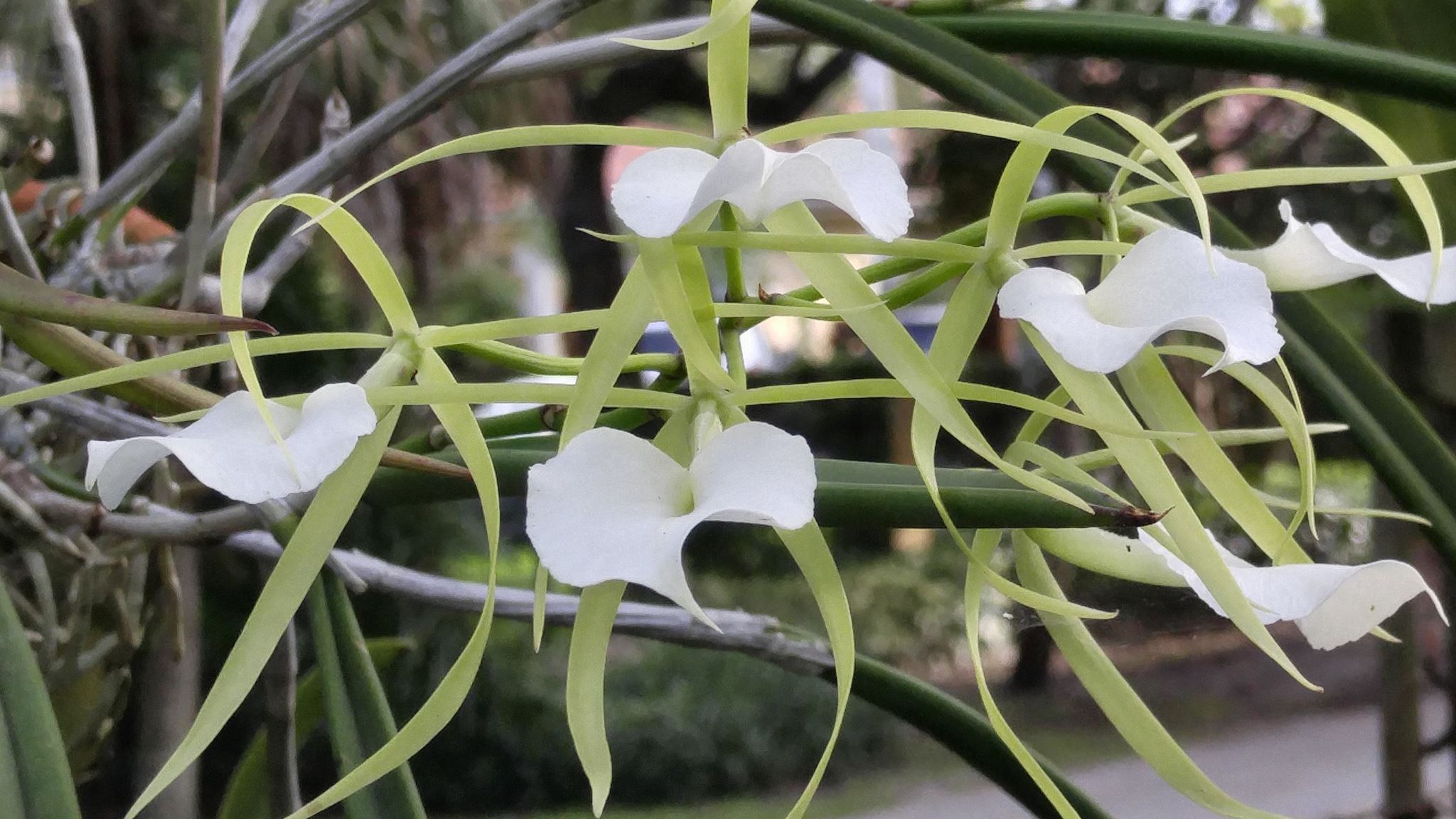 Brassavola Nodosa orchid