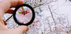 cherry blossoms through magnifying glass