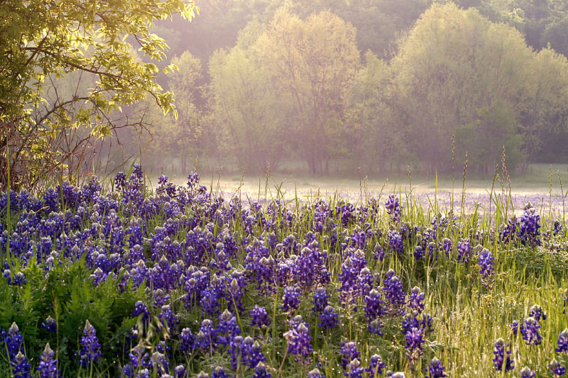 Texas morning scene with bluebonnets