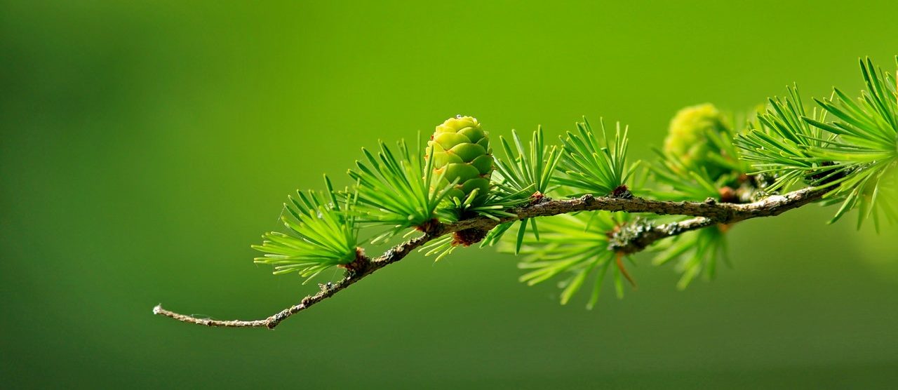 conifer branch against green background