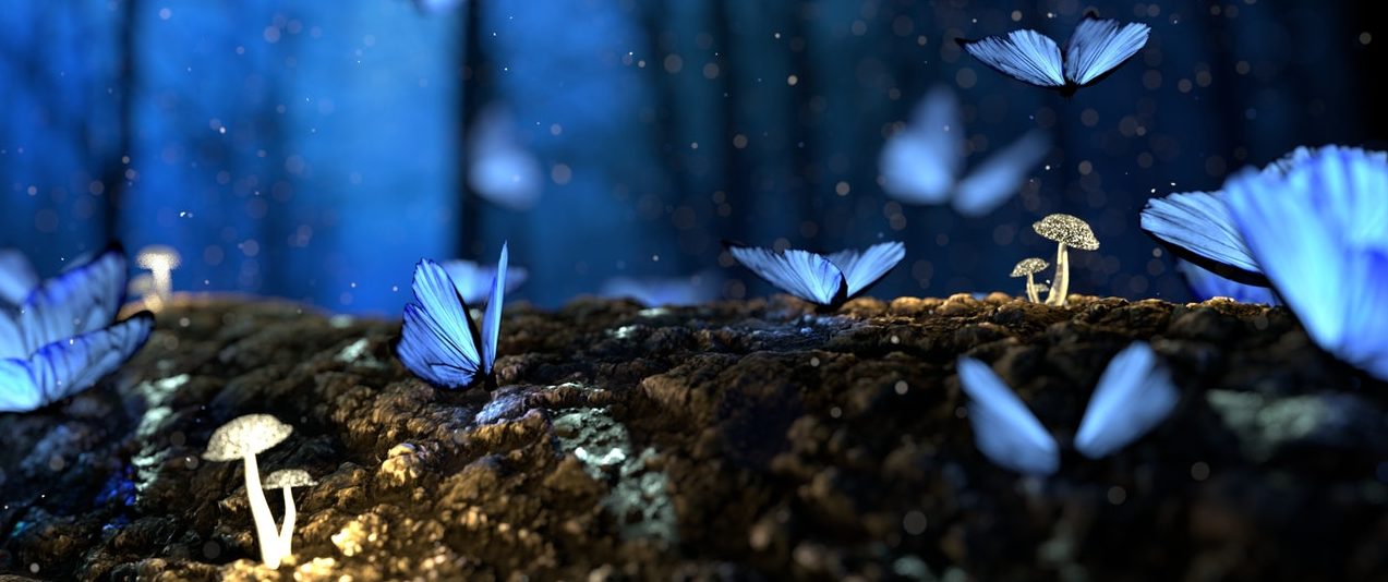 blue butterflies flying over mushrooms