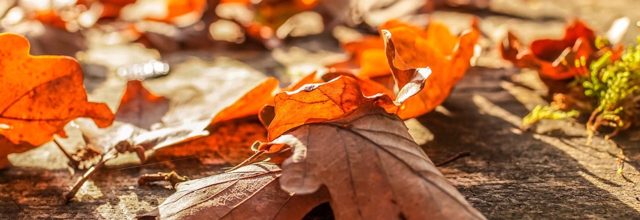 thanksgiving Autum leaves