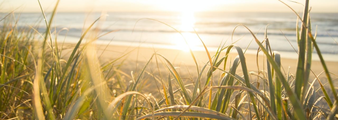 sea oats on the beach at sunrise